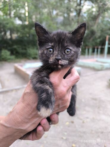 шотландская прямоухая кошка цена: Мышык бекер берилет: Породасыз, 2 айлык, Ургаачы