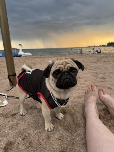 отдам котят в добрые руки бишкек: Мопс, 1 жаш, Эркек, Эмделген