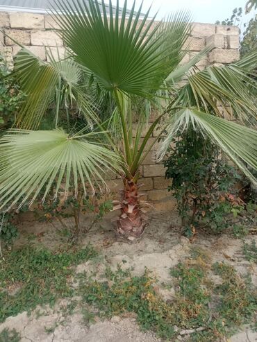 palma agacinin qiymeti: Palma ağacı