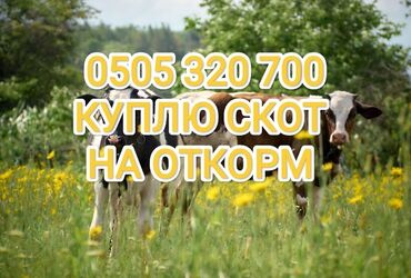 купить экзотических животных: Куплю | Коровы, быки, Лошади, кони | На откорм, Откормленные, Самовывоз