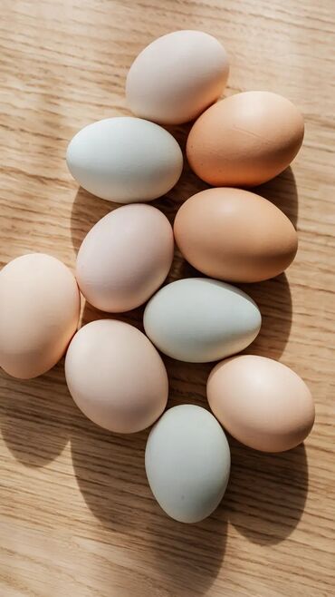 Молочные продукты и яйца: Яйца чистокровной брамы для инкубации
БРАМА ТООКТУН ЖУМУРТКАСЫ