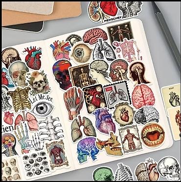 Məhsul: Anatomik mövzulu stiker seti 50 ədəd - Məzmun: Beyin, ürək