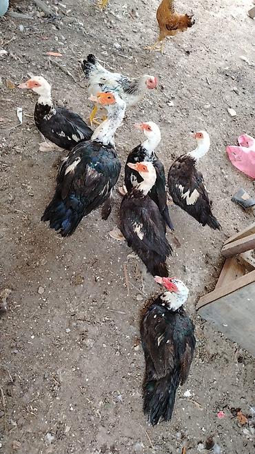 tovuz qusu satilir: Salam 9 denə lal ördeydi 3 erkəydi 6 sı dişidi qiyməti hamsını alana — 1