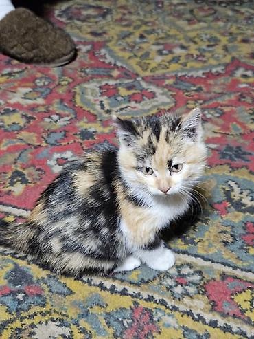 сколько стоит котёнок мейн куна: Кошка даром: Беспородная, 1 месяц, Мальчик — 1