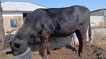 Коровы, быки: Продаю | Корова (самка) | Для разведения | Стельные — 6