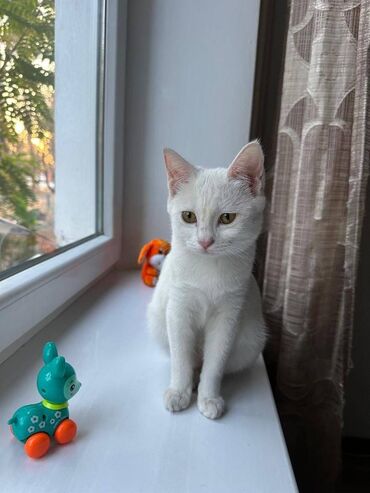 домашний кролик: Мышык бекер берилет: Ангор, 3 айлык, Ургаачы, Лотокко барууга үйрөтүлгөн, Курттардан тазаланган, Эмделген