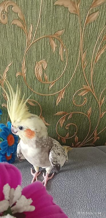 tutuquşu: Saglam karella balaları satılır ana karella və iki bala. balalar 2 — 1