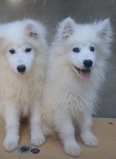 sort itler: Samoyed, 5 ay, Erkek, Peyvəndli, Pulsuz çatdırılma