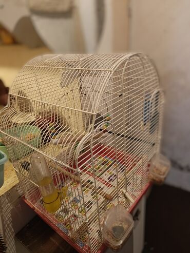 Tutuquşları: Nymph parakit (cockatiel) – boz-sarı rəngli, başında sarı çələk və — 14