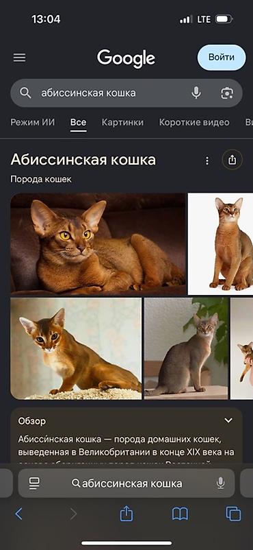 абиссины: Абиссинская, 3 месяца, Девочка, Приучена к лотку — 1
