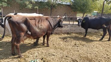 Животные: Продаю | Корова (самка) | Алатауская | Для разведения, Для молока | После отела