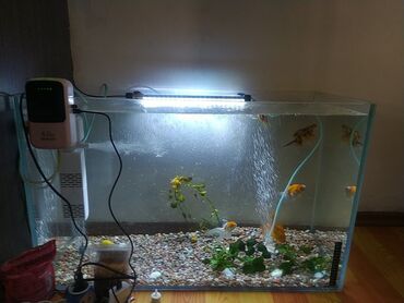 Рыбы: Продаю аквариум на 150 литров стекло 1см со всем комплектом фильтер