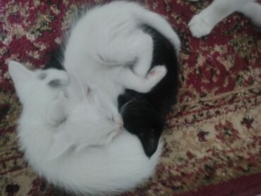 валер для собак: Кошка ангора турецкая,с зелёными глазами и котята 2 месяца. трое белых