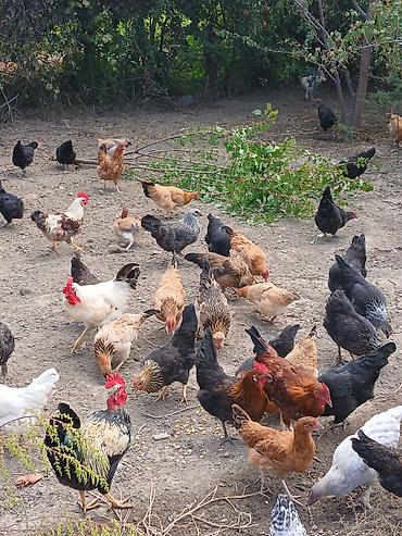 etlik cuce satisi: Şəmkir və yaxın yerlərdən kim isdəsən barter edə bilərik içində 10 — 2