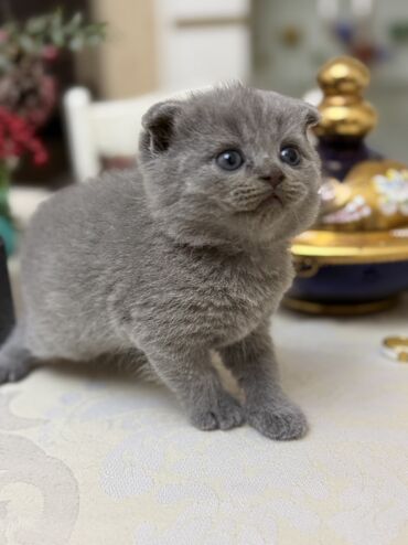 Pişiklər: Britan yastı qulaq, Dişi, Erkək, Yaxşı əllərə, Ödənişli çatdırılma, Ünvandan götürmə — 20