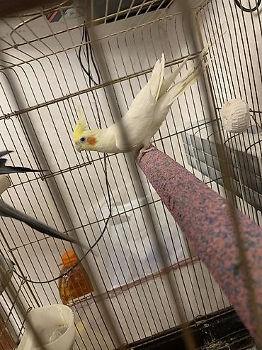 Tutuquşları: Lutilla Korella 7 ayliqdi, tam saglamdi.Erkeydi.Oz quwumun — 5