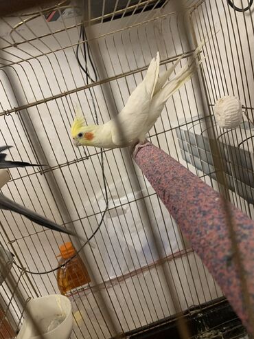 Digər quşlar: Korella erkek.
7 ayliqdi.Cox feal quwdur.Oynuyandir — 4