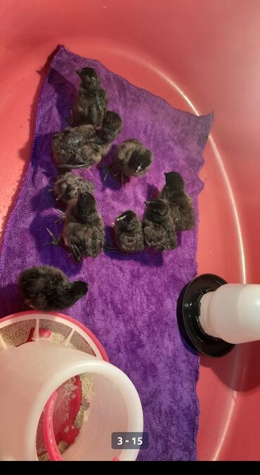 Xoruzlar: Xoruz, il: 1 -da lalafo.az — 3 Xoruzlar: Xoruz, il: 1 — 3