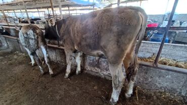 молочная корова: Продаю | Бык (самец) | Швицкая | Племенные, Искусственник