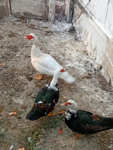 qara afcarka satilir: Muscovy ördəkləri (hinduşka ördək) – 3 baş 1XORUZ 2 FERE - Rənglər
