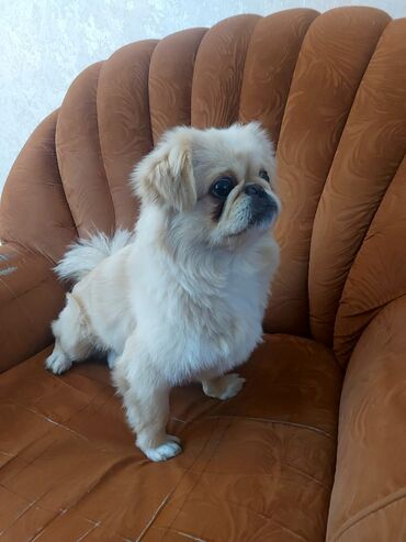 İtlər: Pekines, 1 il, Erkek, Peyvəndli