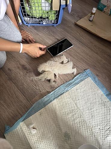 собаки щенки: Отдам в хорошие руки!!!!! Котята породы сиамские, дымчатые — 4