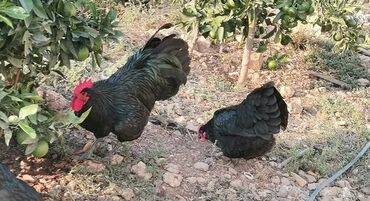 heyvanlara verilen xususi adlar: Australorp 1 İllik Heyvanlardır.Öz Təsərüfatımdır Müəyyən Səbəblərdən