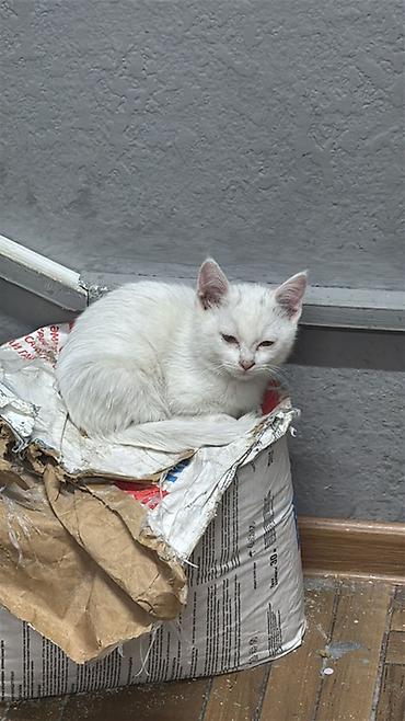 котята фото: Беспородная, 2 месяца, Девочка, Биколор, Приучена к лотку — 2