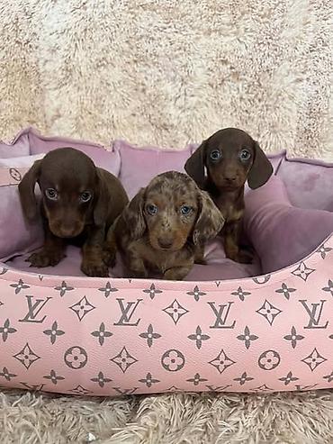 cena labradora: Izuzetni patuljasti kratkodlaki jazavičari Patuljasti kratkodlaki — 4