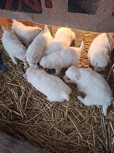 Psi: Na prodaju prelepi štenci belog nemačkog špica, oštenjeni 12. januara — 3