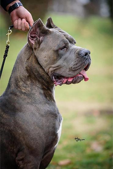 Psi: Dostupni za rezervaciju stenci Cane Corso iz registrovane — 15