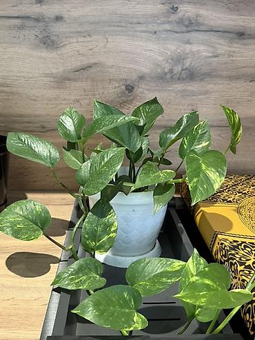 Комнатные растения: Эпипремнум золотистый (Scindapsus/Golden Pothos) в горшке. Горшок 🎁 в — 4