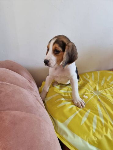 Cute and lovely male and female beagle puppies for sale, up to date