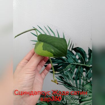 Эпипремнумы и сциндапсусы: Комнатные лианы и ароиды — укоренённые черенки в стаканчиках. В — 3