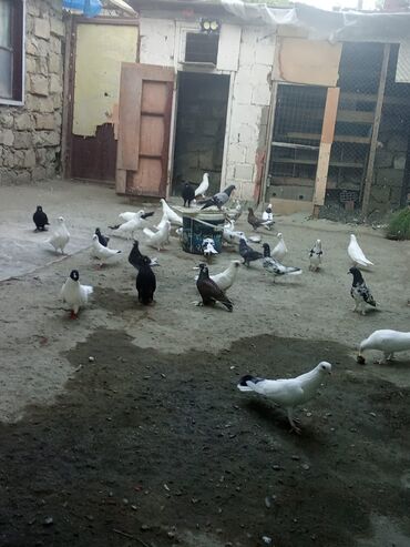Göyərçinlər: 30ededdi.5saat uçan quşlardı. Tergitmə quşlardı