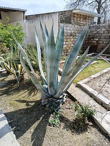 aqava: Aqava (Agave americana) – iri dekorativ sukulent - Növ: Agave — 1