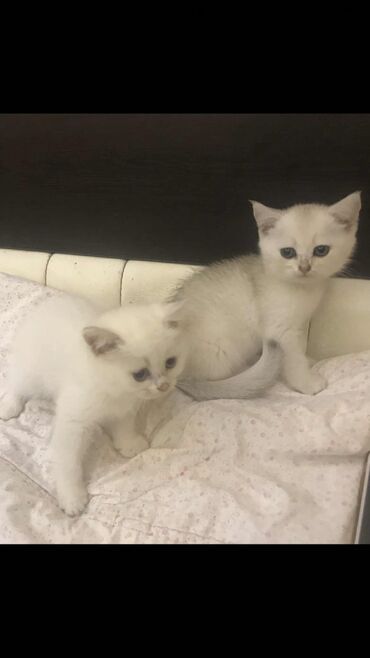 Pişiklər: Şinşilla, Erkək, Dişi