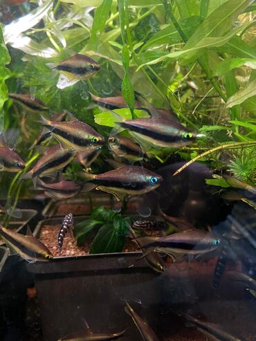 Аквариумы: Green Aqua — рыбки и растения для аквариума 🐟🌿 ▪️ Пресноводные рыбки и — 30