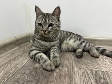 котята в добрые руки: Американская короткошёрстная, 7 месяцев, Мальчик, Серый, С документами