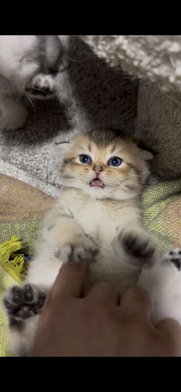 Продажа кошек: Скотиш Фолд (Шотландская вислоухая), 2 месяца, Девочка at lalafo.kg — 22 Продажа кошек: Скотиш Фолд (Шотландская вислоухая), 2 месяца, Девочка — 22