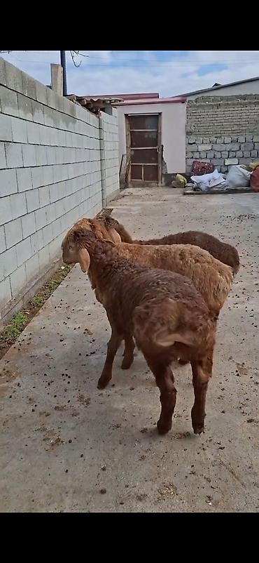 keci pendiri qiyməti: Qoyunlar – 3 baş, ətlik/südlük yerli cins - Rəng: açıq-sarı və tünd — 3