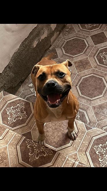 İtlər: Pitbul, 1 il, Erkək, Sənədli — 1