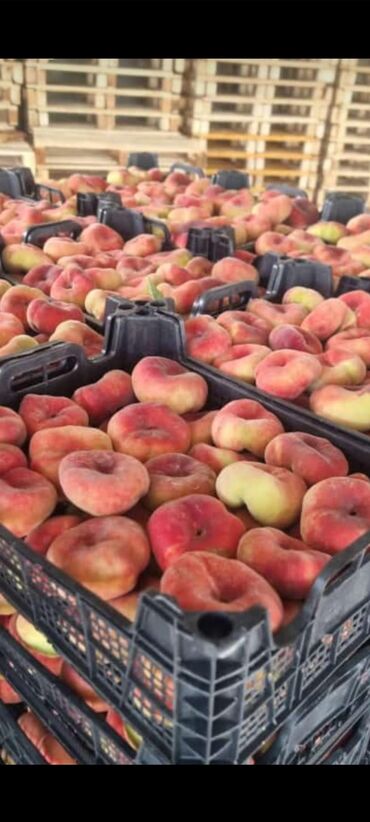 Tinglər: Məhsul: Şaftalı və nektarin tingləri, həmçinin məhsul nümunələri - — 4