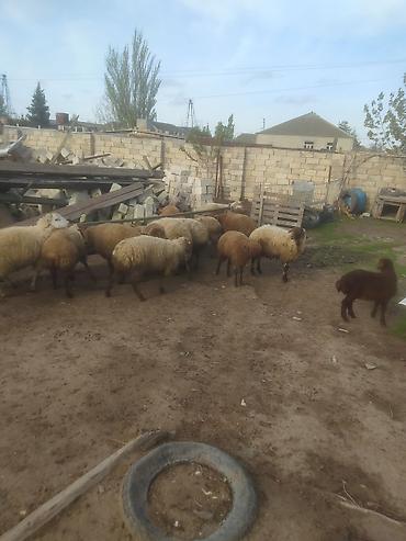 Quzu: Quzular səkkiz ədədi kök quzular — 3