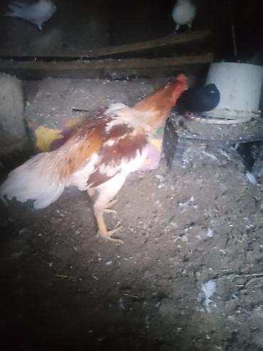 cuce ve xoruz temsili: 6 aylıqdı 7 gedir isdiysen şexisye yazsın başqa şekilerin de atım qanı — 4
