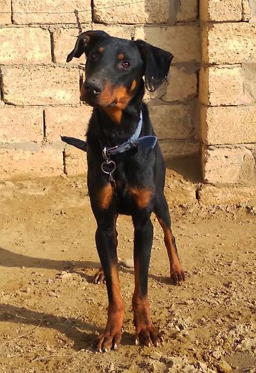 İtlər: Doberman, 9 ay, Erkek — 7