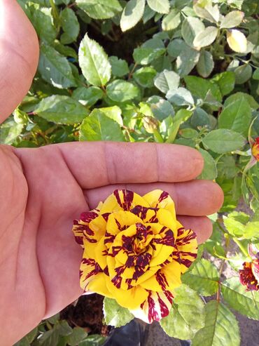 Tinglər: Məhsul: ting və kol bitkiləri (gül və meyvə ağacı tingləri) - Gül -da lalafo.az — 13 Tinglər: Məhsul: ting və kol bitkiləri (gül və meyvə ağacı tingləri) - Gül — 13