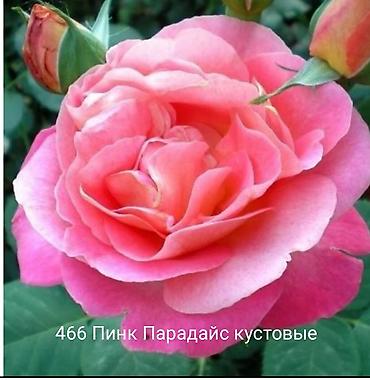 Rose saplings: Кустовые розы — сорта: - Э Шропшир Эд (№534): густомахровые — 8
