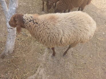 Qoyunlar, qoçlar: Qoyunlar – yerli ətlik/yunluq sürü - Şəkillərdə bir neçə baş yerli — 8