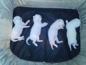 Pişiklər: Erkək, Dişi, Yaxşı əllərə, Ödənişli çatdırılma — 4